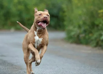 Maltepe’de pitbull dehşeti kamerada