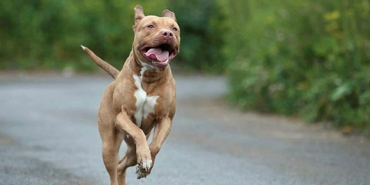 Maltepe’de pitbull dehşeti kamerada