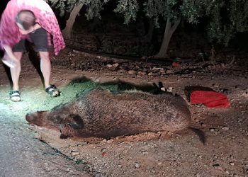 Kamyonun çarptığı 350 kiloluk domuz telef oldu