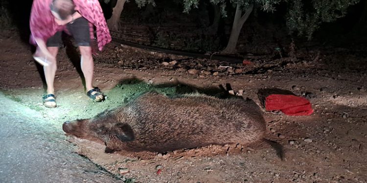 Kamyonun çarptığı 350 kiloluk domuz telef oldu