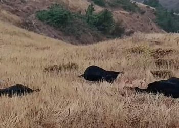 Elazığ’da yıldırım düştü, 20 hayvan telef oldu