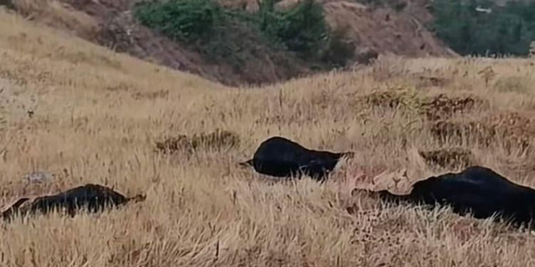 Elazığ’da yıldırım düştü, 20 hayvan telef oldu