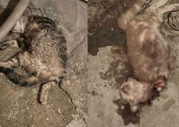Öldürülen iki kedi bir binanın deposuna atıldı