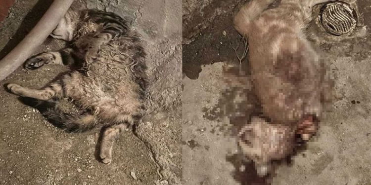 Öldürülen iki kedi bir binanın deposuna atıldı