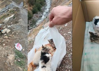 Hakkari’de poşetin içine konularak ölüme terk edilen kediler kurtarıldı