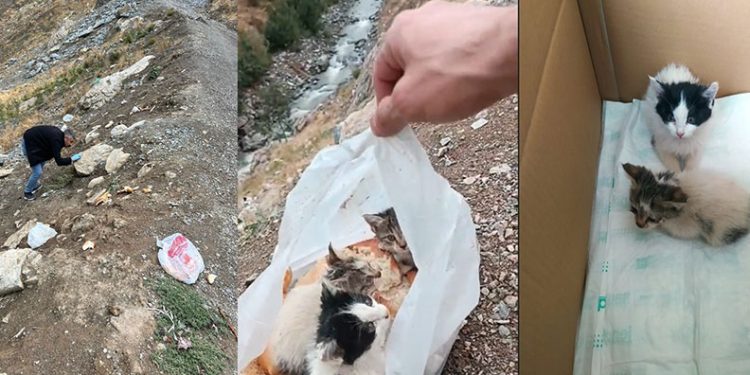 Hakkari’de poşetin içine konularak ölüme terk edilen kediler kurtarıldı