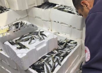 100 kilo istavrit ve 14 kilo lüfere el konuldu