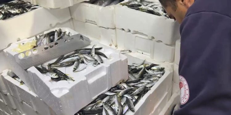 100 kilo istavrit ve 14 kilo lüfere el konuldu