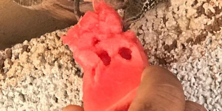 Kendi elleriyle kertenkeleyi besleyen çiftçi takdir topladı