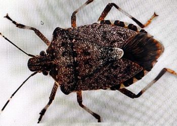 Kahverengi kokarca kabusu sürüyor