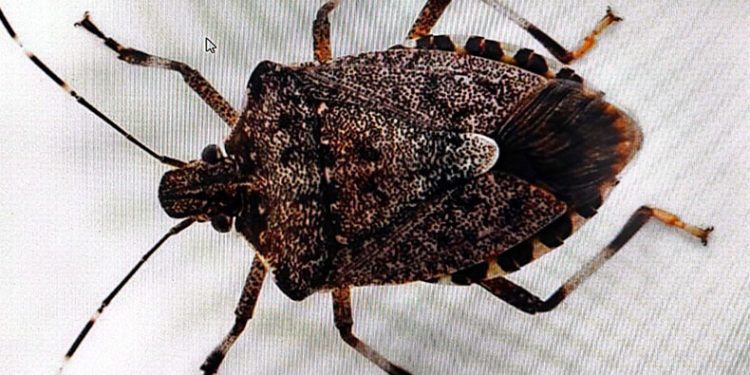 Kahverengi kokarca kabusu sürüyor