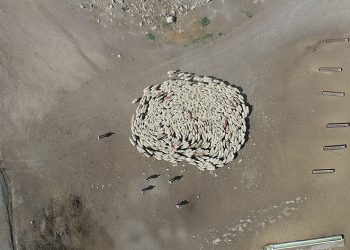 Koyunlarla koçlar peş peşe döndü