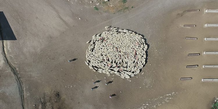 Koyunlarla koçlar peş peşe döndü