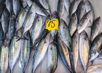 Balıkçılar dört günde 100 ton palamut avladı