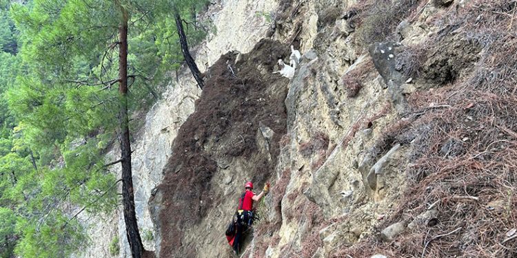 Dağda mahsur kalan keçileri jandarma kurtardı