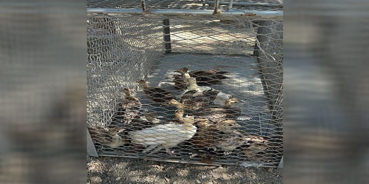 Çiftlikte izinsiz tavus kuşu besleyen kişiye ceza