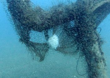 Trol teknelerin ağları kalamarı vurdu
