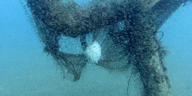 Trol teknelerin ağları kalamarı vurdu