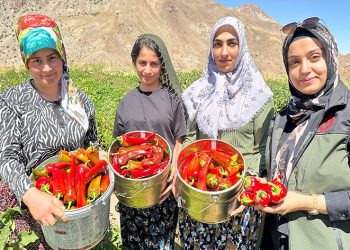 Yüksekovalı kadınlar biber hasadına başladı