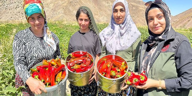 Yüksekovalı kadınlar biber hasadına başladı