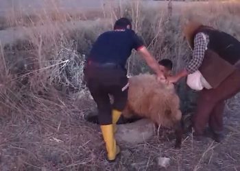 Kanalizasyona düşen koyun için seferber olundu