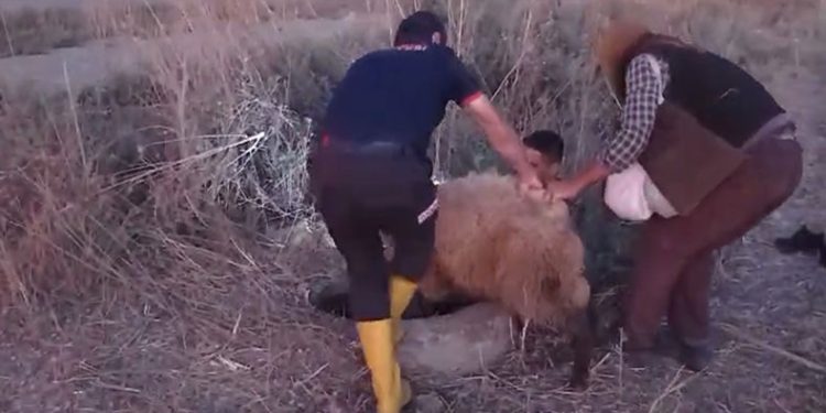 Kanalizasyona düşen koyun için seferber olundu