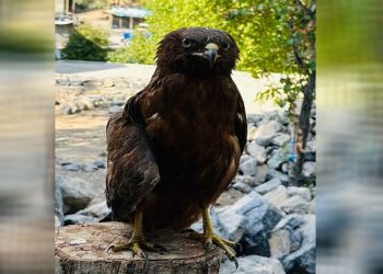 Uludere’de yaralı bulunan kaya kartalı tedavi altına alındı