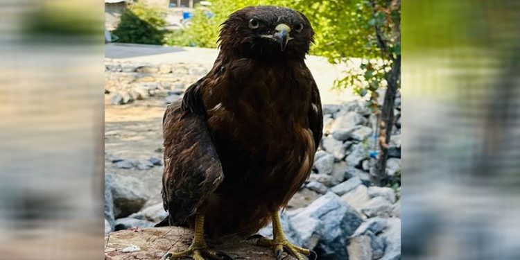 Uludere’de yaralı bulunan kaya kartalı tedavi altına alındı