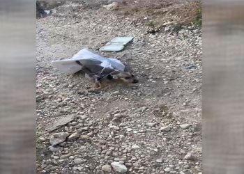 Çuvala konulup, terk edilen köpeği vatandaşlar kurtardı