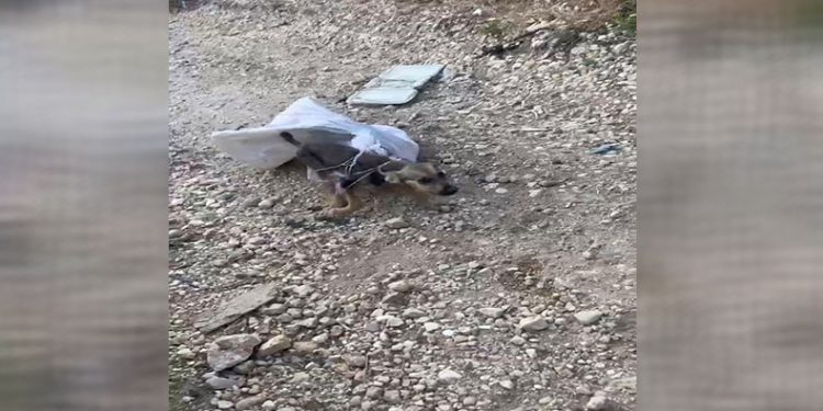 Çuvala konulup, terk edilen köpeği vatandaşlar kurtardı