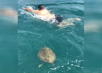 Dev carretta caretta ile 1,5 saat yüzdüler