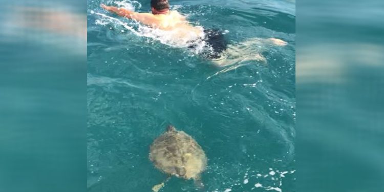 Dev carretta caretta ile 1,5 saat yüzdüler