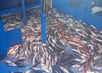 Balıkçıların ağları palamut ve istavrit ile doldu