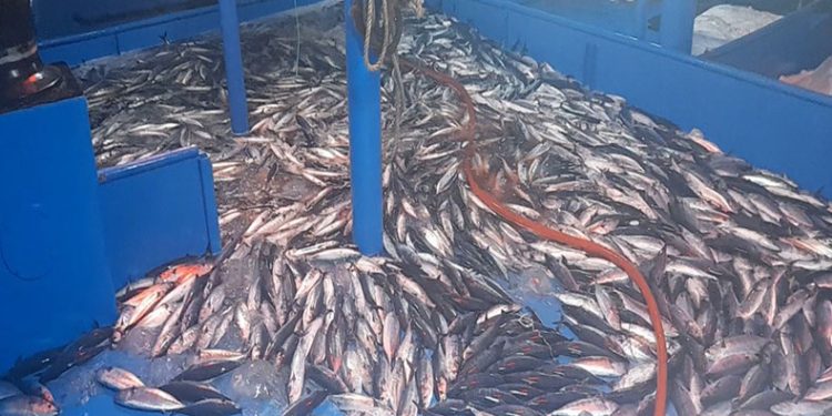 Balıkçıların ağları palamut ve istavrit ile doldu