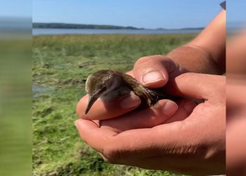 Su kılavuzu, tedavi edilip doğaya salındı