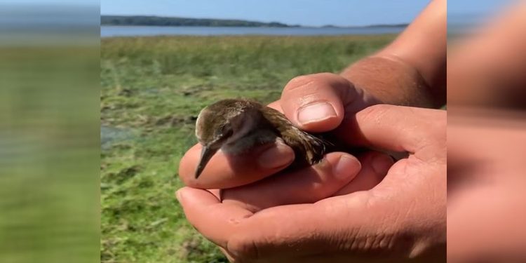 Su kılavuzu, tedavi edilip doğaya salındı