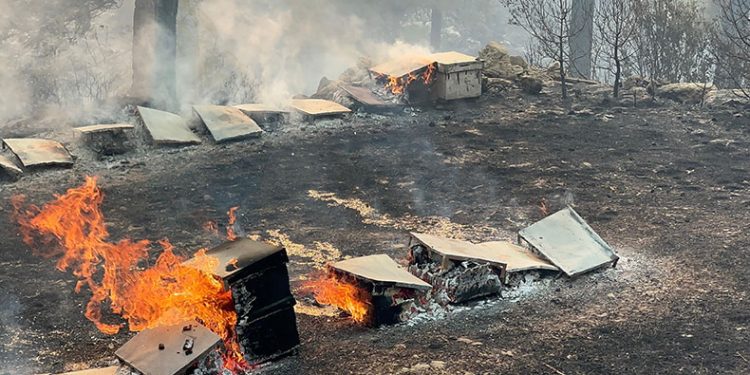 Muğla Büyükşehir’den yangından etkilenen arıcılara destek