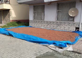 Çarşamba’da fındık kurutma mesaisi