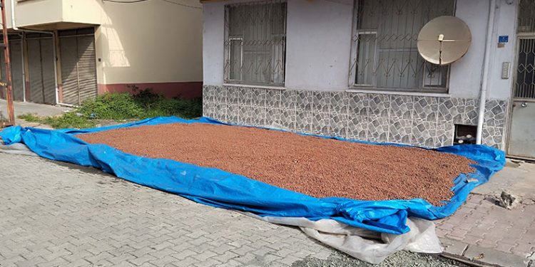 Çarşamba’da fındık kurutma mesaisi