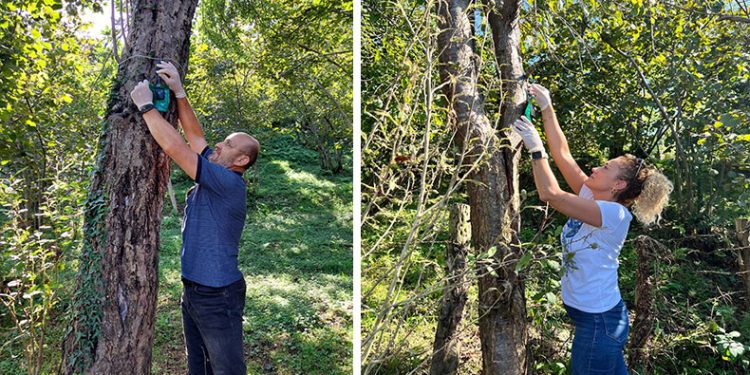 Kahverengi kokarcaya karşı “Cezbet-öldür” yöntemi
