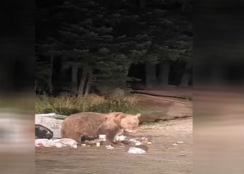 Bursa Uludağ’da yemek yiyen ayıya mini konser