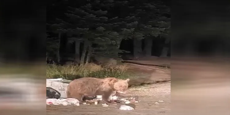 Bursa Uludağ’da yemek yiyen ayıya mini konser