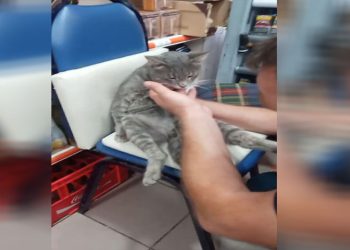 Balı fazla kaçıran kedi kendinden geçti