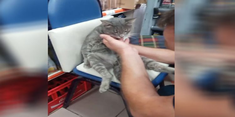 Balı fazla kaçıran kedi kendinden geçti