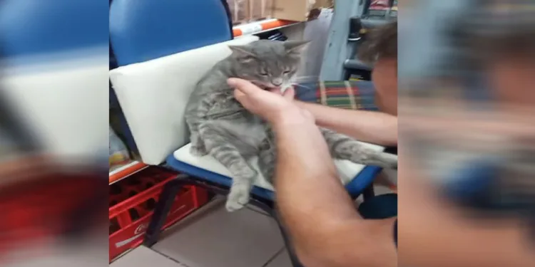 Balı fazla kaçıran kedi kendinden geçti