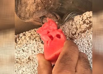 Çiftçi kendi elleriyle kertenkeleyi besledi