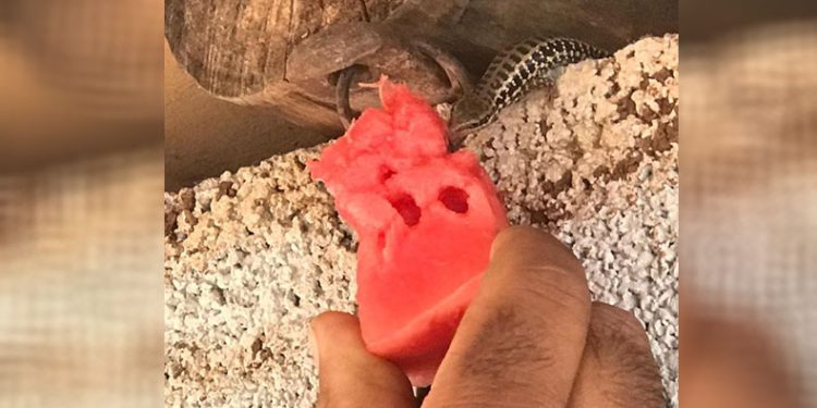 Çiftçi kendi elleriyle kertenkeleyi besledi