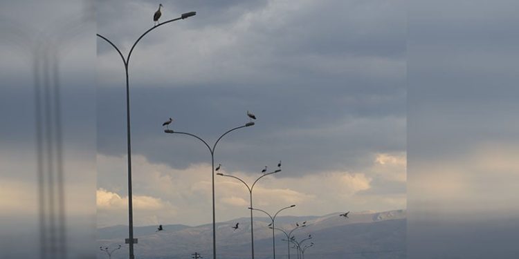 Göç yolculuğunda leyleklerin molası