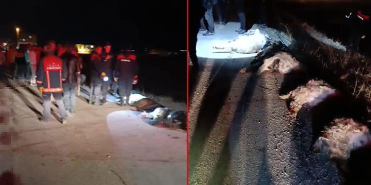 Otomobil koyun sürüsüne daldı: 15 koyun telef oldu