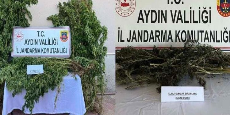 Nazilli’de 153 kök hint keneviri ele geçirildi